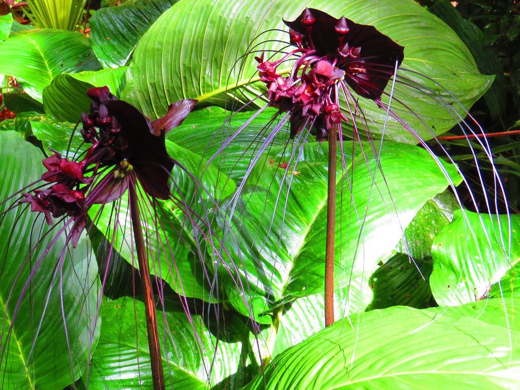 Daintree Rainforest Retreat Motel Zewnętrze zdjęcie